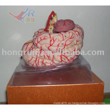 Modelo cerebral altamente detallado de la ISO con arteria cerebral, cerebro con arteria